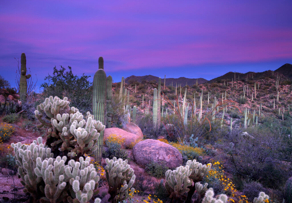 Saguaro-National-Park-ArizonaPurple-sunset-over-the-saguaro-desert-Arizona-Office-Of-Tourism-USA-TRUE-amerika-america-amerika-rundreisen-usa-kanada-reiseveranstalter-individuelle-usa-reisen-abenteuer-stars-hollywood-movie-blockbuster-golden-gate-brigde-freiheitsstatue