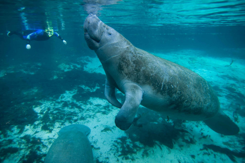 Swimming-Snorkeling-with-Manatees-Crystal River-Florida-USA-TRUE-amerika-america-amerika-rundreisen-usa-kanada-reiseveranstalter-individuelle-usa-reisen-abenteuer-stars-hollywood-movie-blockbuster-golden-gate-brigde-freiheitsstatue
