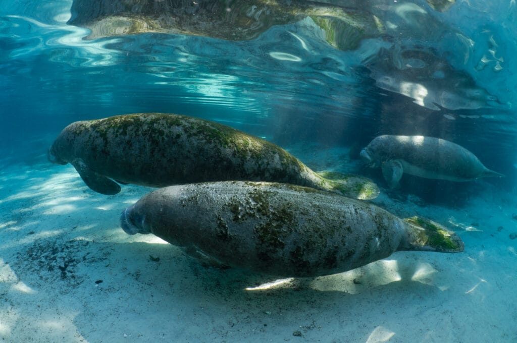 Manatee-ThreeSistersSprings-USA-TRUE-amerika-america-amerika-rundreisen-usa-kanada-reiseveranstalter-individuelle-usa-reisen-abenteuer-stars-hollywood-movie-blockbuster-golden-gate-brigde-freiheitsstatue